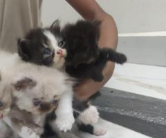 Persian Kitten pure and active breed for sale