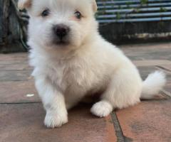 LHASA APSO PUPPIES SALES IN CHENNAI 8838311044