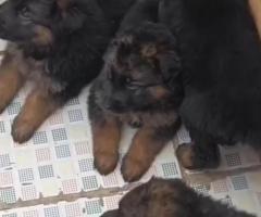 German Shepard