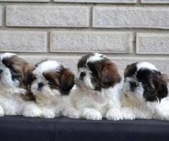 Shihtzu puppy available 9940658884