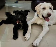 Pepper Pawtel - Pet boarding service in Melakottaiyur, Kandigai, Tamil Nadu