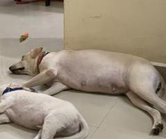Pepper Pawtel - Pet boarding service in Melakottaiyur, Kandigai, Tamil Nadu