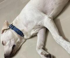 Pepper Pawtel - Pet boarding service in Melakottaiyur, Kandigai, Tamil Nadu