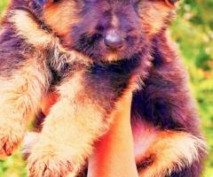 German shepherd pups in chennai 9940192453