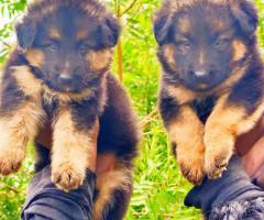 German shepherd pups in chennai 9940192453