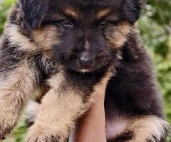 German shepherd pups heavy size❤️????9940192453