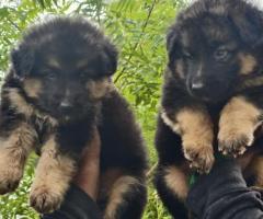 German shepherd long coat heavy bone pups in chennai contact us ❤️????‍????9940192453