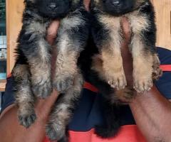 German shepherd long coat heavy bone pups in chennai contact us ❤️????‍????9940192453