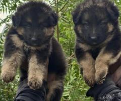 Long coat German shepherd pups available healthy and active ❤️9940192453