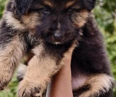 German shepherd pups healthy and active pups available in chennai 9940192453