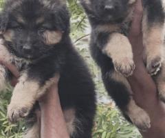 German shepherd pups healthy and active pups available in chennai 9940192453