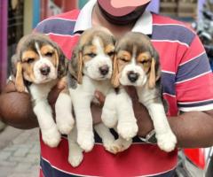 Adorable Beagle Puppies Ready for Their Forever Homes! ☎️ 7200349948