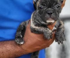 French bulldog Puppies Available in Chennai Each: ₹14,000