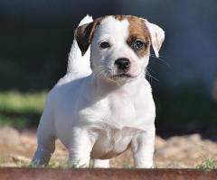 Compact size "Jack Russell Terrier" Puppies for sale in chennai ☎️ 7200349948