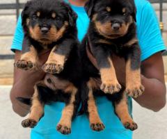 ⚡ Purebred Rottweiler Puppy Available – Strong, Loyal & Healthy! ⚡