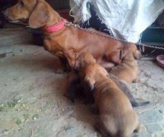 Pure Show perspective Dachshund male pup ₹6500 Only