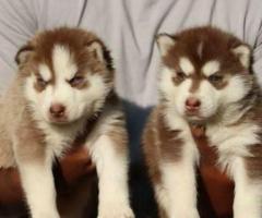 Home litter Siberian Husky Puppies for sale in chennai ☎️ 9710430367