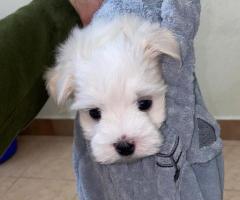 Excellent quality maltese male puppy