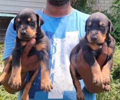 Doberman Puppies sale. Mother can see directly 7200349948