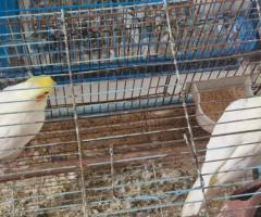 Cockateil pair