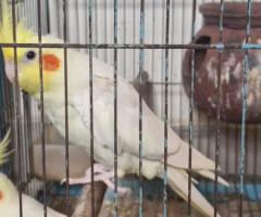 Cockateil pair