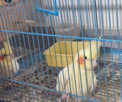 Cockateil pair