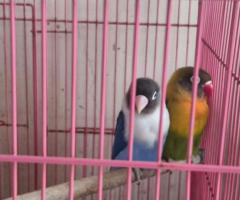 African lovebirds