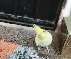 Cocktails with cage