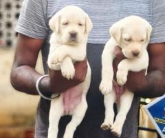 LABRADOR CUTE PUPPIES AVAILABLE @CALL ME 8838311044