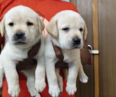 Labrador puppies