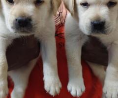 Labrador puppies