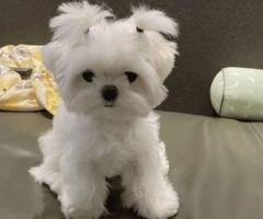 Excellent Quality Maltese Male pup available on hand ❤️ ₹23,000