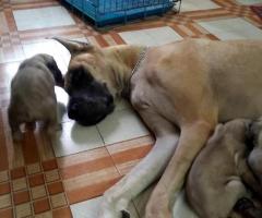 Excellent Quality "Great Dane" Pups for sale  call 7200349948
