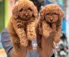 Toy poodle puppies available ❤️in Chennai call❤️ 8667213100❤️