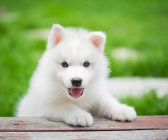 beautiful white husky puppies avbl