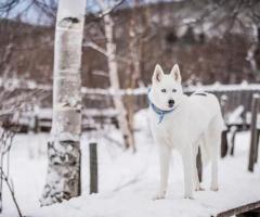 beautiful white husky puppies avbl