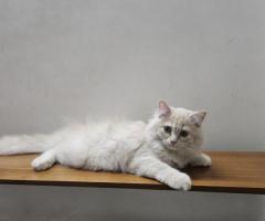 Persian kittens for Sale