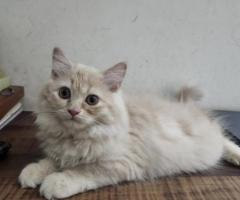 Persian kittens for Sale
