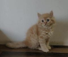 Persian kittens for Sale