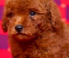 poodle puppies available