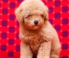 Poodle Puppies Available in Chennai - Cont- 9962594950