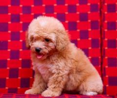 Poodle Puppies Available in Chennai - Cont- 9962594950