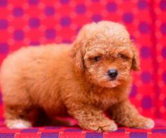 Poodle Puppies Available in Chennai - Cont- 9962594950