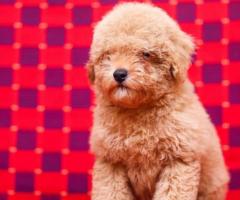Poodle Puppies Available in Chennai - Cont- 9962594950