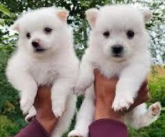cute pomranien puppies avbl  9790776347
