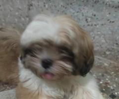 Shihztu puppies available