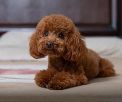 Toy poodle puppies