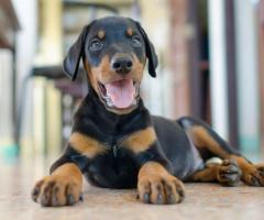 Doberman puppies available