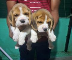 Beagle puppies available in Chennai