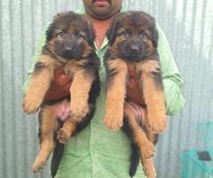 German shepherd puppies available